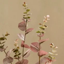 Eucalyptus