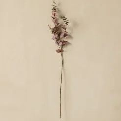 Eucalyptus