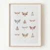 Mariposas